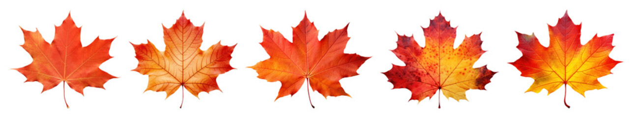 Fototapeta premium PNG Vibrant autumn maple leaves arrangement, element set on transparent background