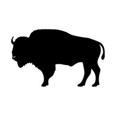 Silhouette of a Mighty American Bison Grazing on a White Background