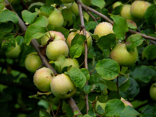Obraz premium Green beautiful apples with raindrops close-up. Harvest of large apples.