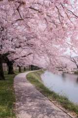 Serene riverside path lined with blooming cherry blossom trees