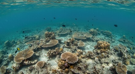 Fototapeta premium Underwater Coral Reef Ecosystem with Diverse Fish and Marine Life