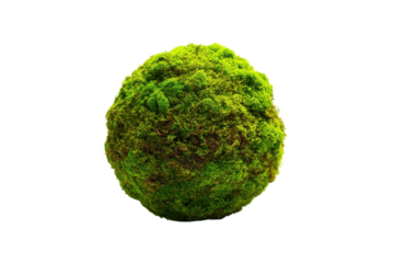 Moss sphere decoration natural setting 3d model studio lighting