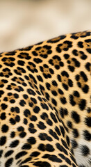 Close-up of a leopard's fur, showcasing its distinctive rosette pattern and textured surface.