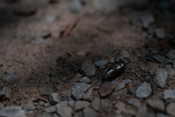 Silent Summer Cicada