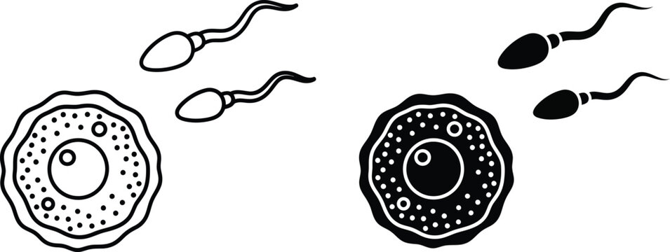 Sperm and egg cell fertilization process vector illustration