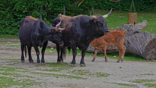 Heck cattle, Bos primigenius taurus, claimed to resemble the extinct aurochs. Domestic highland cattle