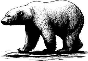 Fototapeta premium Vintage engraving of polar bear walking on ice - retro wildlife art for nature lovers