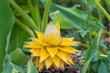 黄金の花を咲かせる地湧金蓮（ちゆうきんれん）