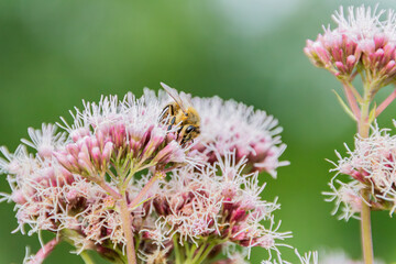 Nectar feeding cute honey bee on pink Spotted joe-pyeweed (Eutrochium Maculatum) in summer. Version 4.