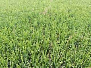 Rice fields with green lelaves