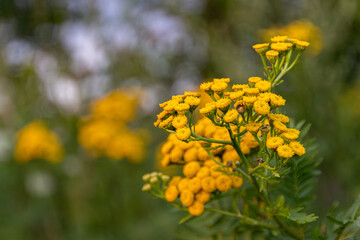 Photo of a tansy (tanacetum vulgare) on a summer day in a meadow of wildflowers.