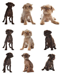 Obraz premium Cute Griffon puppies isolated on white, collage. Adorable dogs