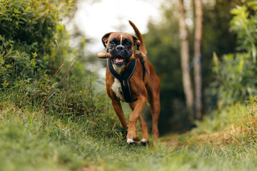 Happy Boxer Dog Running Through Forest Trail with Stick in Mouth on Sunny Day