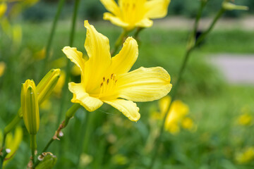 Fototapeta premium 鮮やかな黄色のニッコウキスゲの花