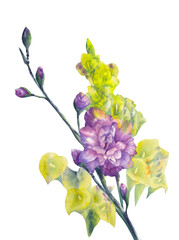 Isolated floral design element. Hand drawn watercolor painting Gladioluses And Calla Flowers on white background. Beautiful nature element for design, greeting card, decoration