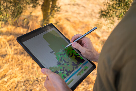 Farmer using tablet in olive grove for smart agriculture