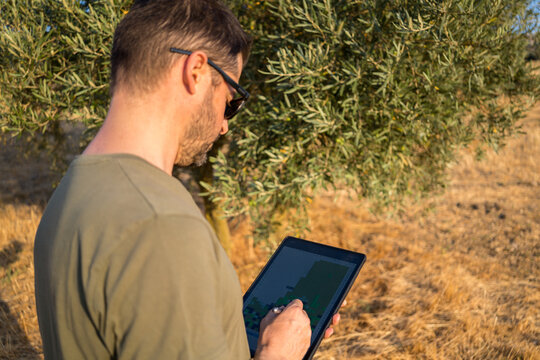 Farmer using technology in an olive grove