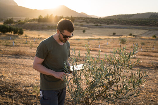Man in olive grove using tablet in smart farming - Powered by Adobe