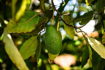 Unreife Avocado hängt an einem Baum am Colca Canyon in Peru