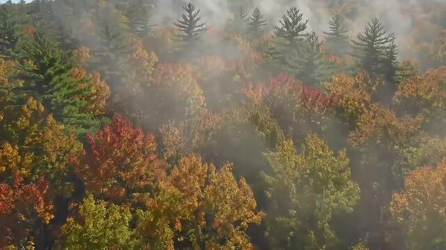 Aerial view of autumn forest; misty morning, colorful foliage; nature background for fall calendar