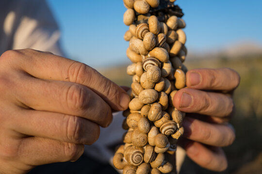 Close-up of snails on plant stem in natural setting