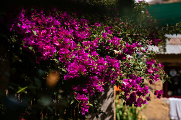 Obraz premium Nahaufnahme von leuchtend rosa Bougainvillea-Blüten in Peru