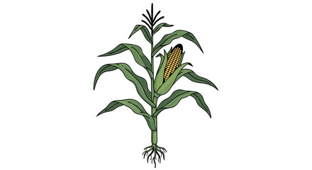 Detailed illustration of a maize plant showcasing its leafy stalk, mature ear of corn with kernels, and root system in a clean minimal style
