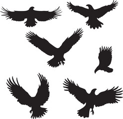 Obraz premium Black eagles soaring in flight bird flying