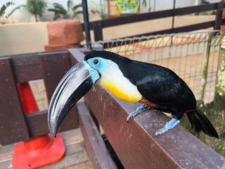 Colorful Toucan Perched on Wooden Railing in Captivity