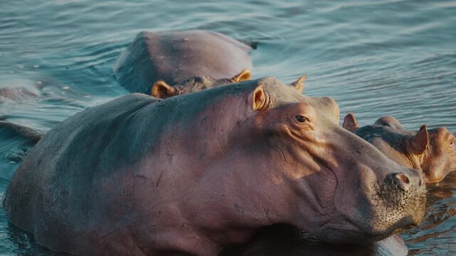 Tight group of hippos in the river in Gonarezhou National Park, Zimbabwe, focusing on one central hippo 01