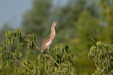 A little yellow heron in its natural environment	