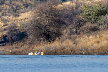 Pélicans sur les rives d'un lac en Namibie