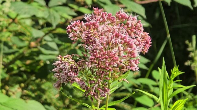 Close-up bee collecting pollen on eupatorium cannabinum swaying in breeze.