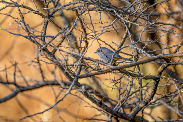 Fauvette grignette perchée dans un acacia en Namibie