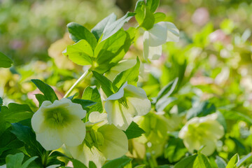 クリスマスローズの白い花と緑の葉