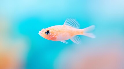 A small orange fish swims in a bright blue aquarium