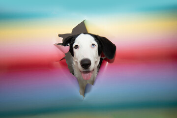 Vibrant colorful paper background torn to reveal curious puppy dog, frozen in a comical moment of...