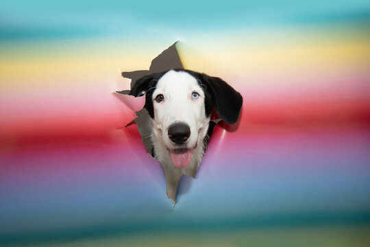 Vibrant colorful paper background torn to reveal curious puppy dog, frozen in a comical moment of surprise, radiating playful curiosity.