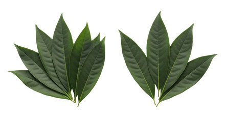 Isolated Bay Leaves