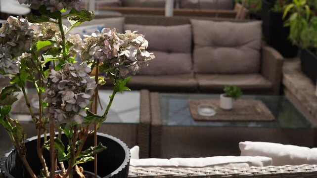 A cozy outdoor lounge area with soft cushions, a glass coffee table, and a potted hydrangea plant in the foreground