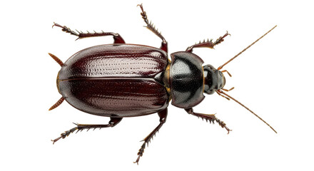 Isolated Ground Beetle
