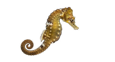 Isolated Seahorse © Joao