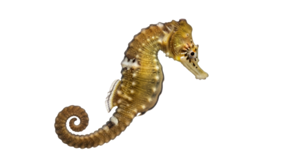 Isolated Seahorse