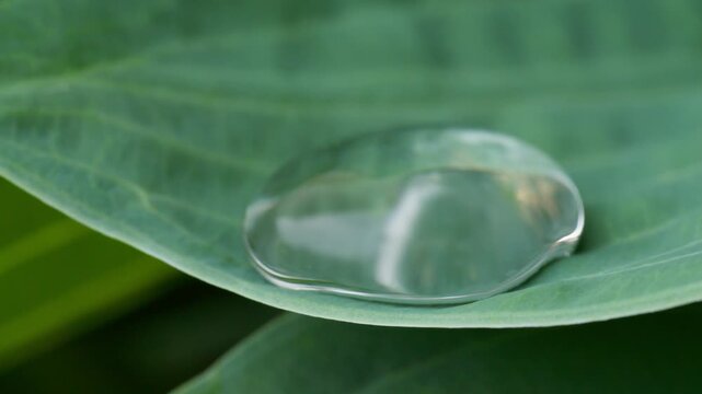 A round drop sways on a green leaf