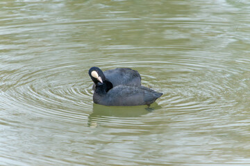 池に浮かぶオオバン