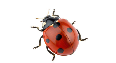 Isolated Ladybug