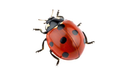 Isolated Ladybug
