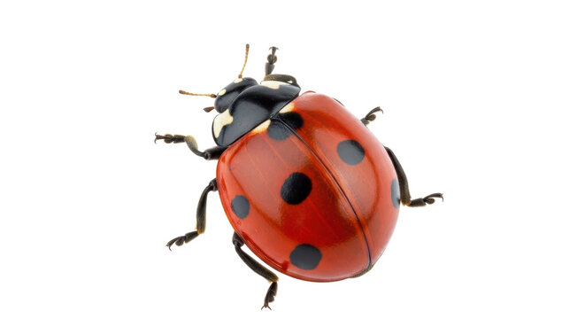 Isolated Ladybug