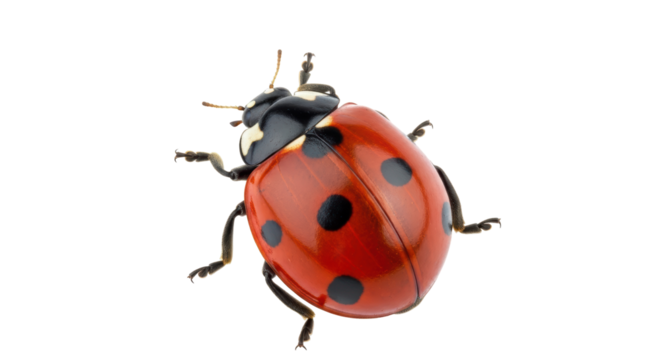 Isolated Ladybug