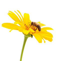 Bee on a flower isolated on a white background